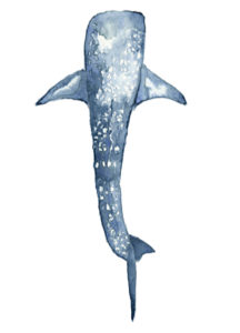 Catherine Atkinson - Whale Shark